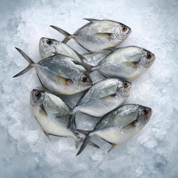 IZ VOZ EXIM Group_of_frozen_fish_Pomfret_on_ice_tray_arranged_b2ea9c1c-4bb0-41f1-9d59-e95797f98650_3Image